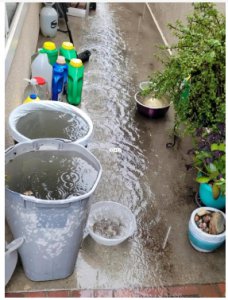 雨水浇花好吗？长期存放的雨水可以浇花吗？