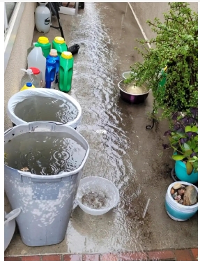 雨水浇花好吗