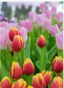 郁金香花期多久？一年开几次？ 郁金香能开花多久？一年开几次？