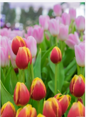 郁金香能开花多久