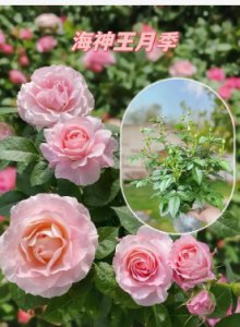 月季花开后如何剪枝？多久后会开花？
