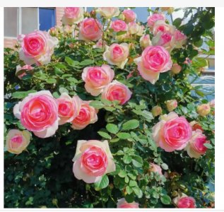月季花一年开几次花？花期多长？ 月季花一年开花几次？花期有多长？