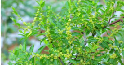 枣树几月开花结果？几年才能结果子？