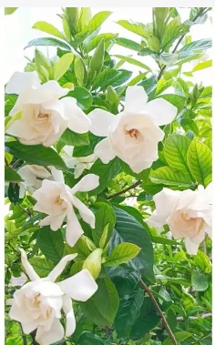 栀子花能不能晒太阳