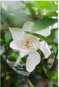 栀子花室内好养活吗？注意事项有哪些？