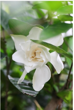 栀子花室内好养活吗