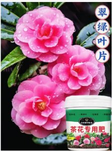 植物开花的时间与什么有关？促进植物开花的肥料有哪些？