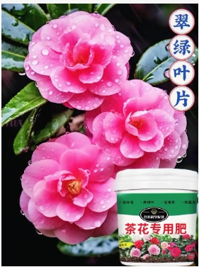 植物开花的时间与什么有关