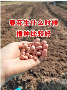 种花生多远一棵比较好？什么时候种植？