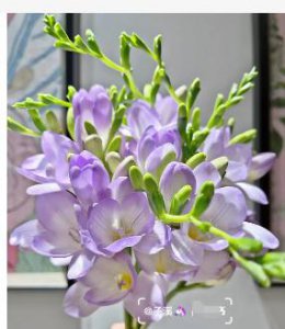 香雪兰鲜切花养护方法有哪些？为什么不建议养？