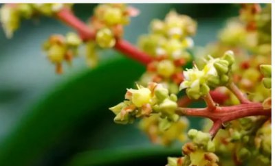 芒果花期用什么药?；ū９?芒果开花打什么药能?；ū９?？
