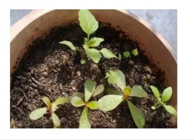 玫瑰花种子怎么种容易发芽？纸巾催芽可靠吗？