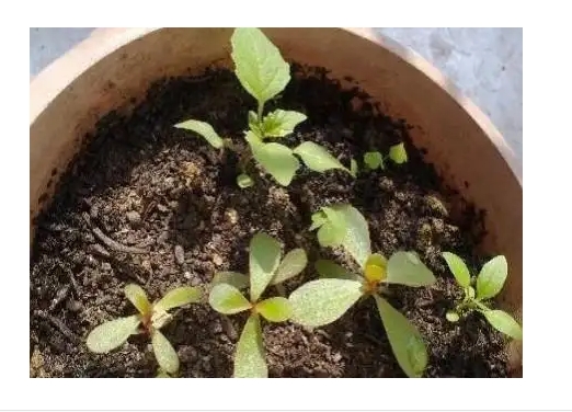 玫瑰花种子怎么种容易发芽