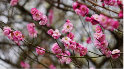 梅花什么季节开放？ 梅花的盛开季节是何时？