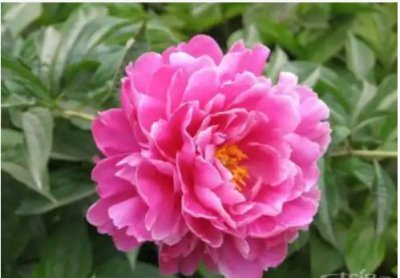 牡丹花的开花时间是几点？特点有哪些？