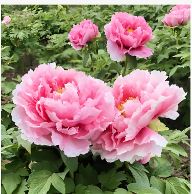 牡丹花期开多久