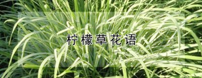 柠檬草的花语是什么？寓意有哪些？