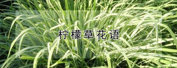 柠檬草的花语是什么