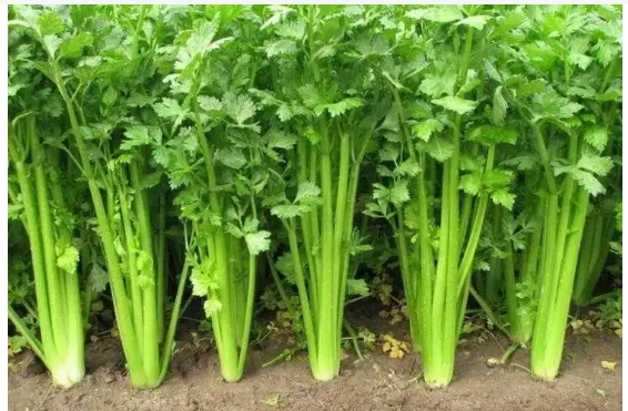 欧芹味道接近香菜还是芹菜