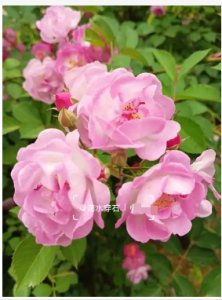 蔷薇花的寓意是什么？是吉花还是凶花？