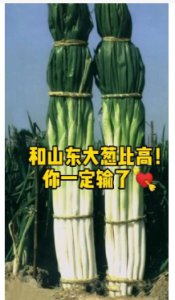 山东大葱有多高？为什么比人还高？