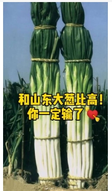 山东大葱有多高