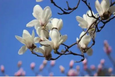 上海的市花及其象征意义 上海的市花是什么？有哪些寓意？