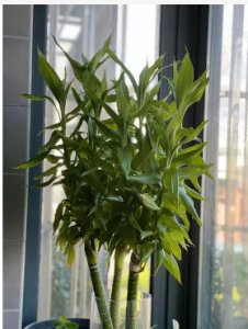 龙竹养几根风水好？为啥不能随便养？