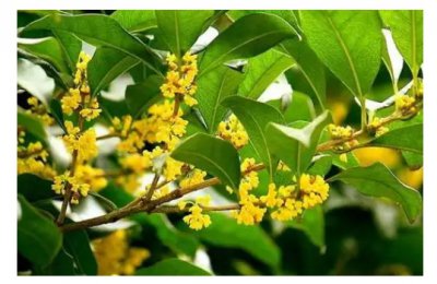 桂花树多久浇一次水最好？一年施几次肥？