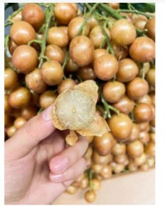 黄皮什么时候成熟？是几月份吃的水果？