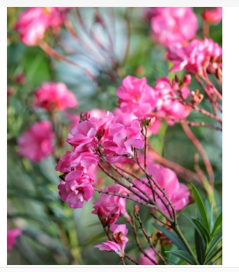 夹竹桃的真正花语是什么