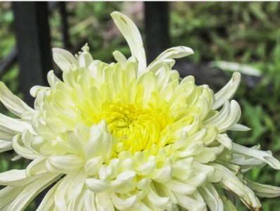 菊花什么时候开花？一般在哪个季节？