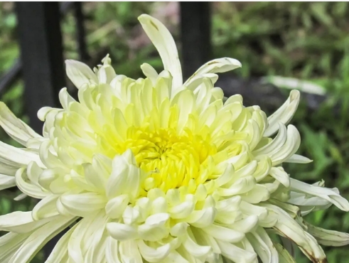 菊花什么时候开花
