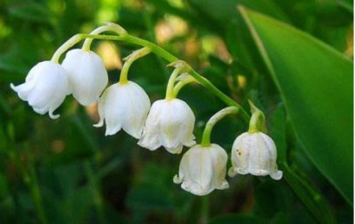 风铃花的花语是什么？象征有哪些？