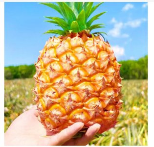 菠萝的季节一般是几月份？什么时候吃菠萝最好吃？