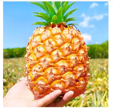 菠萝的季节一般是几月份