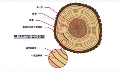 大树的年轮一圈代表多少年？较密的一面向着什么面？