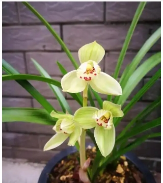 兰花能晒太阳吗
