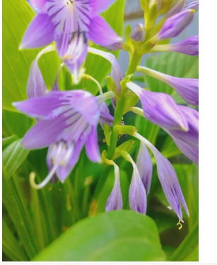 玉簪花的花语是什么
