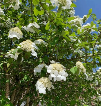 琼花的寓意和象征是什么