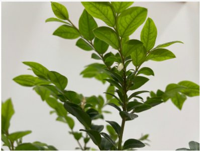 小叶紫檀开花预示着什么兆头？寓意有哪些？
