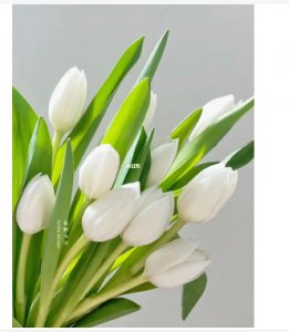 白色郁金香的花语是什么意思？送给女生代表哪些？