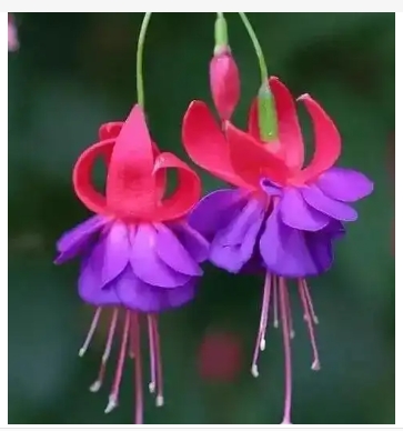 灯笼花的寓意和象征是什么