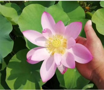 荷花的象征意义是什么？象征着哪些品质的人？