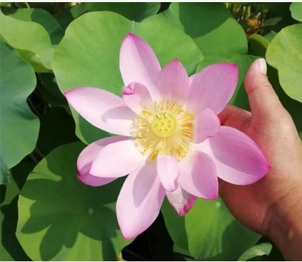荷花的象征意义是什么