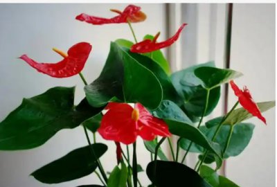 红掌花的寓意和象征风水是什么？红掌花的寓意？