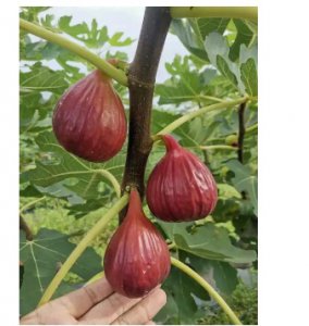 无花果多久能成熟采摘一次？怎样才算成熟？