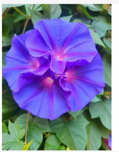 夕颜花的象征意义与花语解析 夕颜花的花语和寓意是什么？