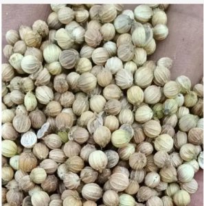 香菜籽不砸开种可以吗？怎样种香菜籽才能发芽？