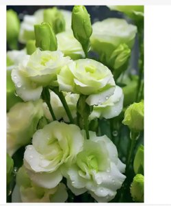 洋桔梗各个颜色的花语是什么？代表有哪些？